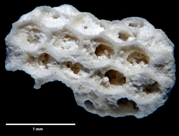 Senckenberg, Bryozoa, Bryozoen, Moostierchen, Sammlung Voigt