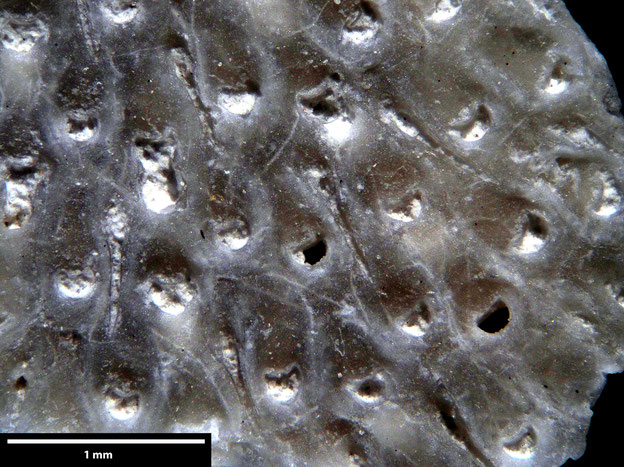 Senckenberg, Bryozoa, Bryozoen, Moostierchen, Sammlung Voigt
