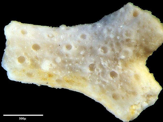 Senckenberg, Bryozoa, Bryozoen, Moostierchen, Sammlung Voigt