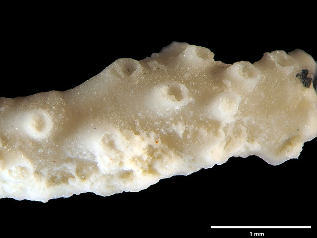 Senckenberg, Bryozoa, Bryozoen, Moostierchen, Sammlung Voigt