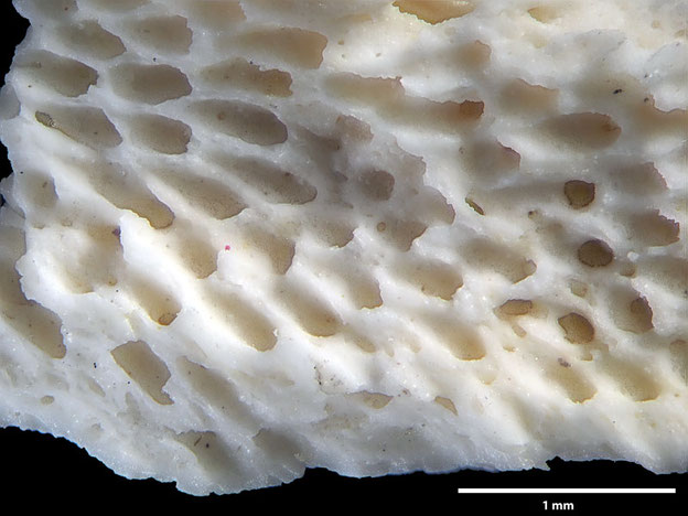 Senckenberg, Bryozoa, Bryozoen, Moostierchen, Sammlung Voigt