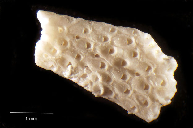 Senckenberg, Bryozoa, Bryozoen, Moostierchen, Sammlung Voigt