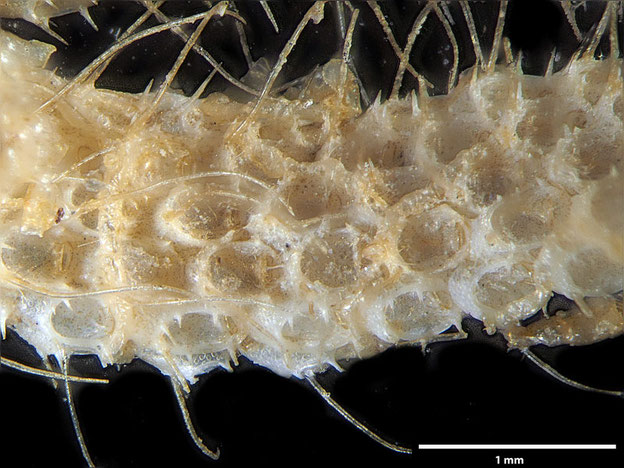 Senckenberg, Bryozoa, Bryozoen, Moostierchen, Sammlung Voigt