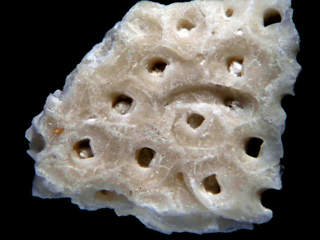 Senckenberg, Bryozoa, Bryozoen, Moostierchen, Sammlung Voigt