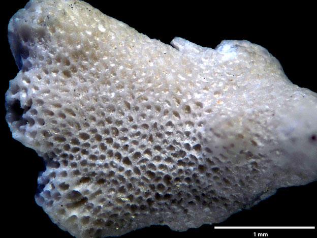 Senckenberg, Bryozoa, Bryozoen, Moostierchen, Sammlung Voigt