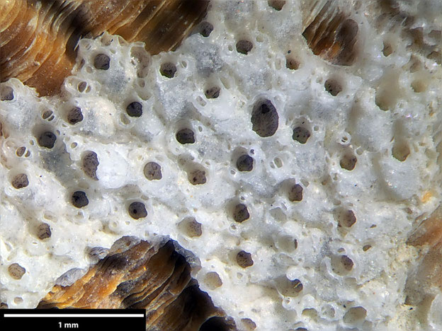 Senckenberg, Bryozoa, Bryozoen, Moostierchen, Sammlung Voigt