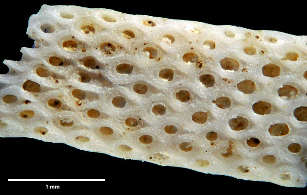 Senckenberg, Bryozoa, Bryozoen, Moostierchen, Sammlung Voigt