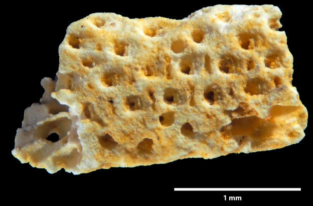 Senckenberg, Bryozoa, Bryozoen, Moostierchen, Sammlung Voigt