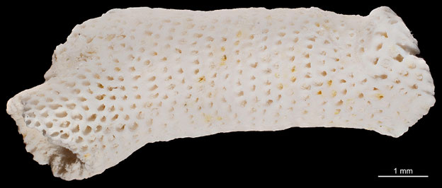 Senckenberg, Bryozoa, Bryozoen, Moostierchen, Sammlung Voigt