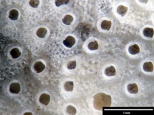 Senckenberg, Bryozoa, Bryozoen, Moostierchen, Sammlung Voigt