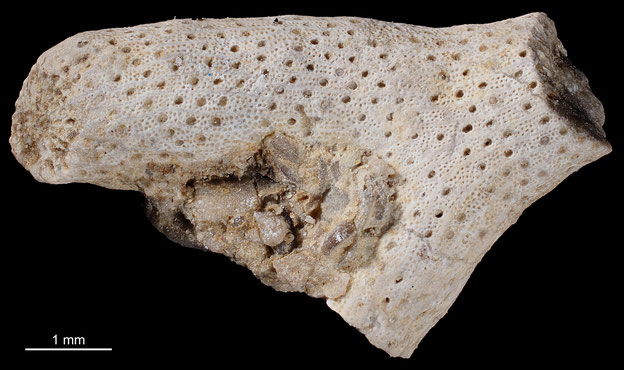 Senckenberg, Bryozoa, Bryozoen, Moostierchen, Sammlung Voigt