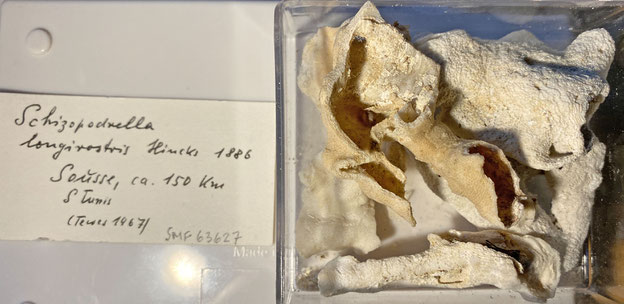 Senckenberg, Bryozoa, Bryozoen, Moostierchen, Sammlung Voigt