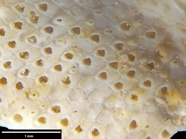 Senckenberg, Bryozoa, Bryozoen, Moostierchen, Sammlung Voigt