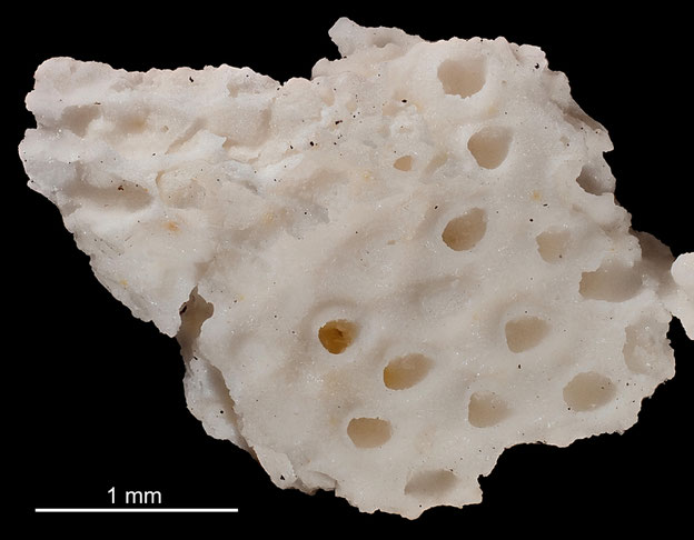 Senckenberg, Bryozoa, Bryozoen, Moostierchen, Sammlung Voigt