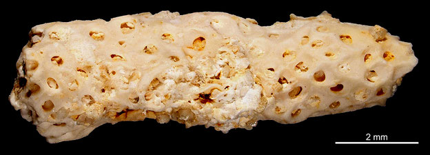 Senckenberg, Bryozoa, Bryozoen, Moostierchen, Sammlung Voigt
