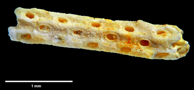 Senckenberg, Bryozoa, Bryozoen, Moostierchen, Sammlung Voigt
