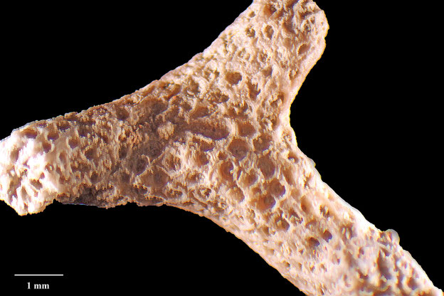 Senckenberg, Bryozoa, Bryozoen, Moostierchen, Sammlung Voigt