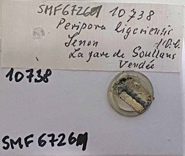 Senckenberg, Bryozoa, Bryozoen, Moostierchen, Sammlung Voigt