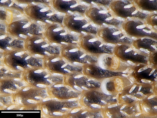 Senckenberg, Bryozoa, Bryozoen, Moostierchen, Sammlung Voigt