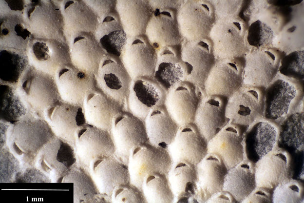 Senckenberg, Bryozoa, Bryozoen, Moostierchen, Sammlung Voigt