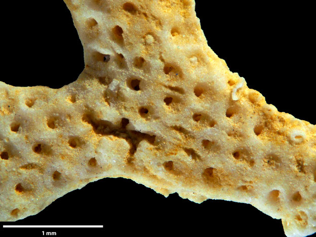 Senckenberg, Bryozoa, Bryozoen, Moostierchen, Sammlung Voigt
