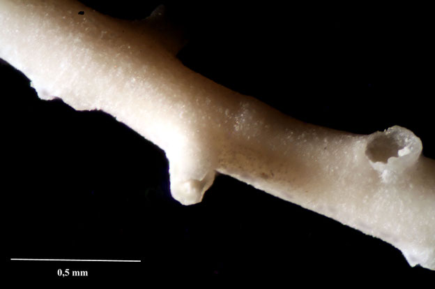 Senckenberg, Bryozoa, Bryozoen, Moostierchen, Sammlung Voigt