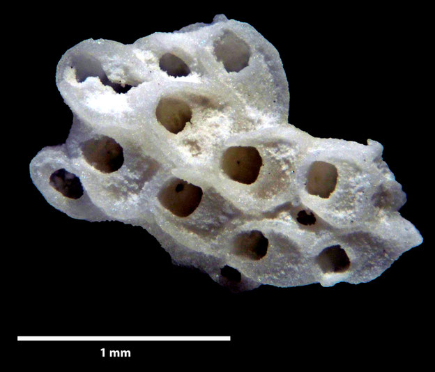 Senckenberg, Bryozoa, Bryozoen, Moostierchen, Sammlung Voigt
