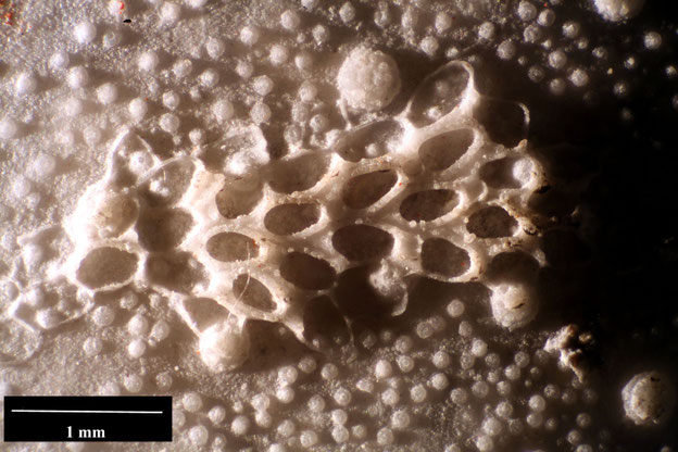 Senckenberg, Bryozoa, Bryozoen, Moostierchen, Sammlung Voigt