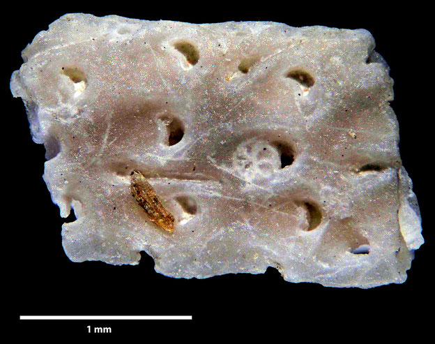 Senckenberg, Bryozoa, Bryozoen, Moostierchen, Sammlung Voigt