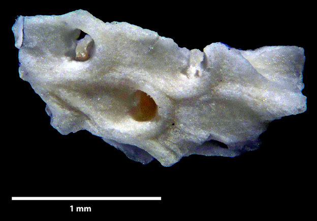 Senckenberg, Bryozoa, Bryozoen, Moostierchen, Sammlung Voigt