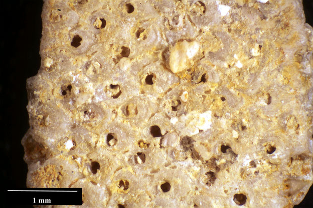 Senckenberg, Bryozoa, Bryozoen, Moostierchen, Sammlung Voigt