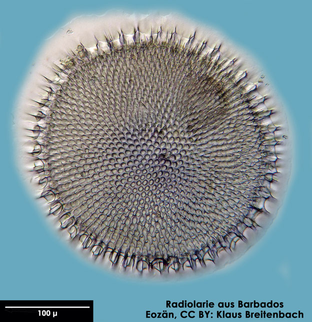 Radiolarie, Radiolarien, Senckenberg, fossil, Eozän, Barbados 