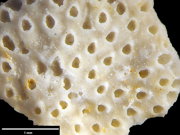 Senckenberg, Bryozoa, Bryozoen, Moostierchen, Sammlung Voigt