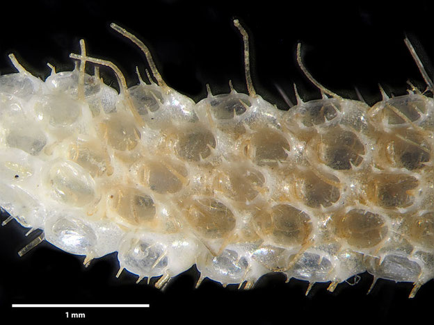 Senckenberg, Bryozoa, Bryozoen, Moostierchen, Sammlung Voigt