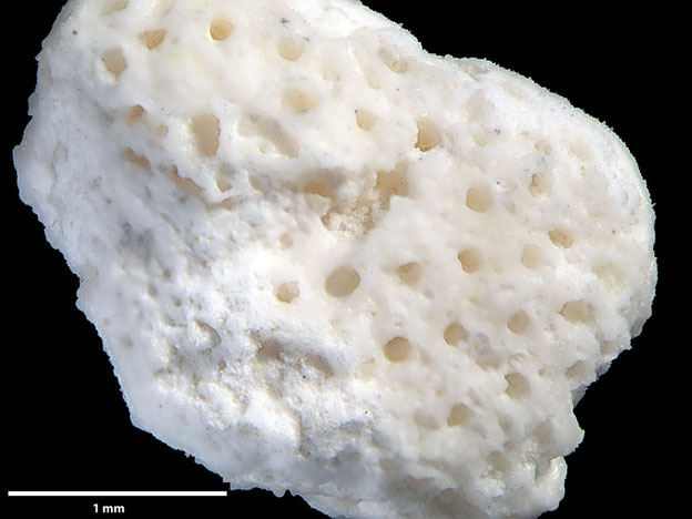 Senckenberg, Bryozoa, Bryozoen, Moostierchen, Sammlung Voigt