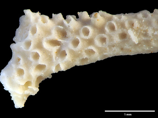 Senckenberg, Bryozoa, Bryozoen, Moostierchen, Sammlung Voigt