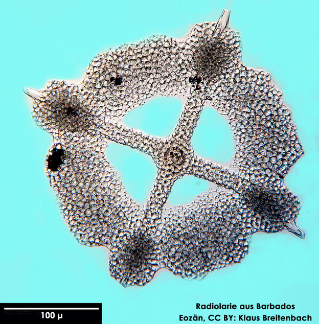 Radiolarie, Radiolarien, Senckenberg, fossil, Eozän, Barbados