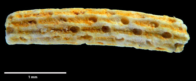 Senckenberg, Bryozoa, Bryozoen, Moostierchen, Sammlung Voigt