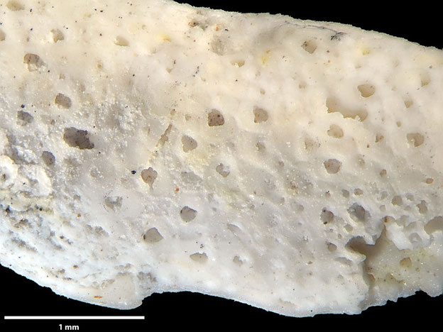 Senckenberg, Bryozoa, Bryozoen, Moostierchen, Sammlung Voigt