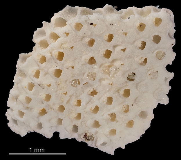 Senckenberg, Bryozoa, Bryozoen, Moostierchen, Sammlung Voigt