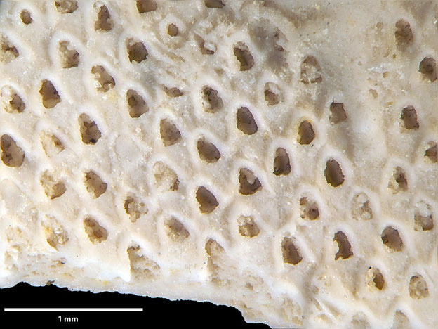 Senckenberg, Bryozoa, Bryozoen, Moostierchen, Sammlung Voigt