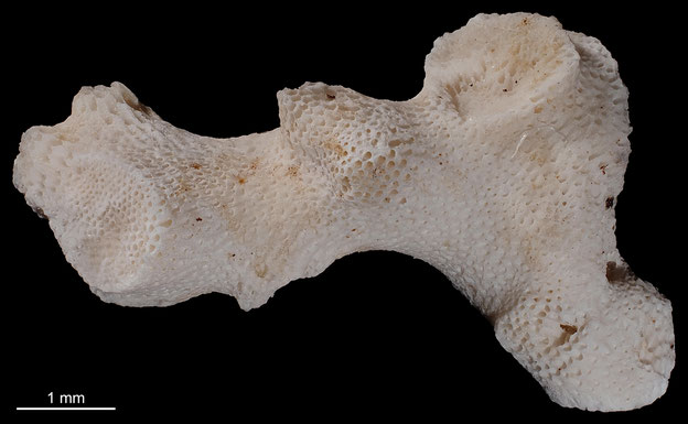 Senckenberg, Bryozoa, Bryozoen, Moostierchen, Sammlung Voigt