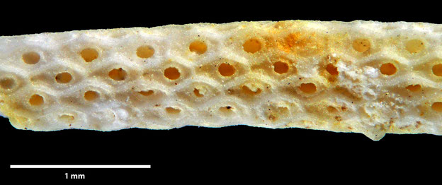 Senckenberg, Bryozoa, Bryozoen, Moostierchen, Sammlung Voigt