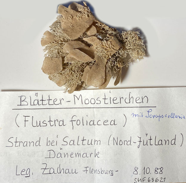 Senckenberg, Bryozoa, Bryozoen, Moostierchen, Sammlung Voigt