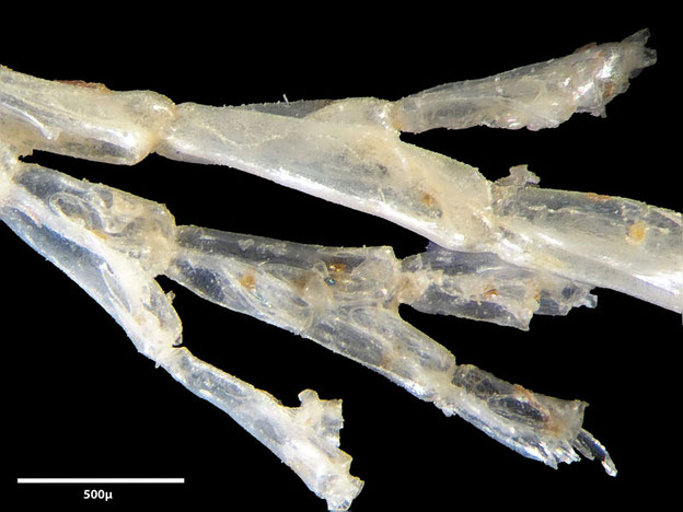 Senckenberg, Bryozoa, Bryozoen, Moostierchen, Sammlung Voigt