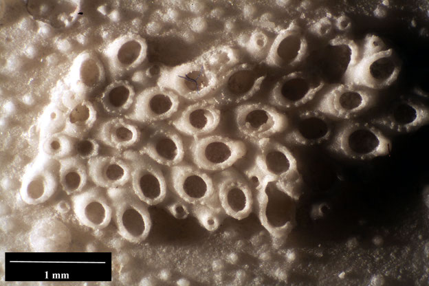 Senckenberg, Bryozoa, Bryozoen, Moostierchen, Sammlung Voigt