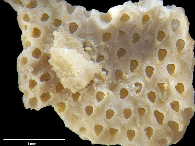 Senckenberg, Bryozoa, Bryozoen, Moostierchen, Sammlung Voigt