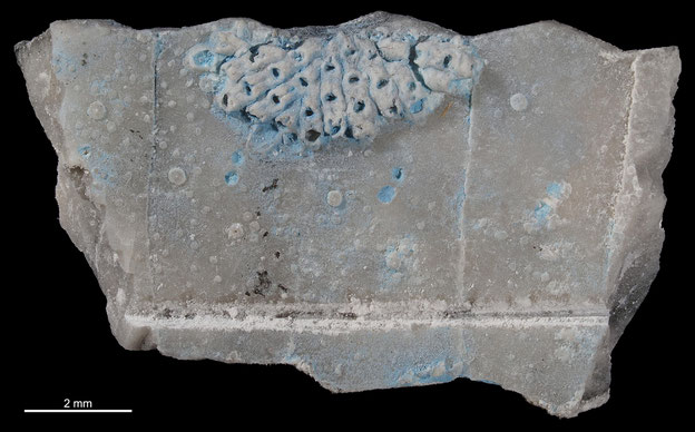 Senckenberg, Bryozoa, Bryozoen, Moostierchen, Sammlung Voigt