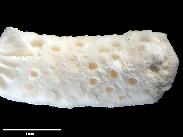 Senckenberg, Bryozoa, Bryozoen, Moostierchen, Sammlung Voigt