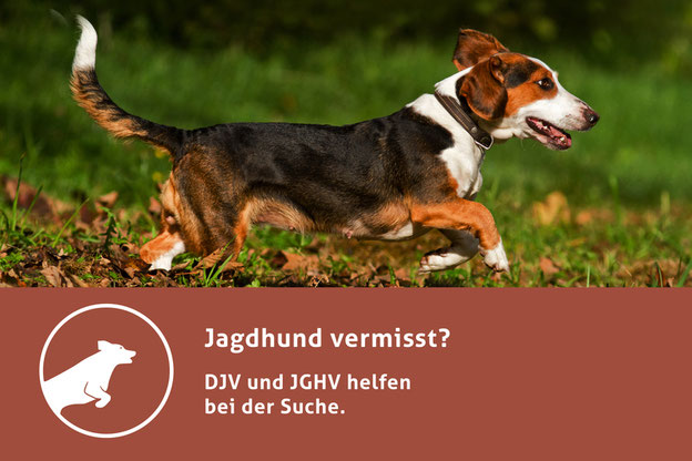 DJV und JGHV bieten auf der Facebook-Seite "Jagdhund vermisst" direkte und kompetente Hilfe. Quelle: misch-art.de/DJV